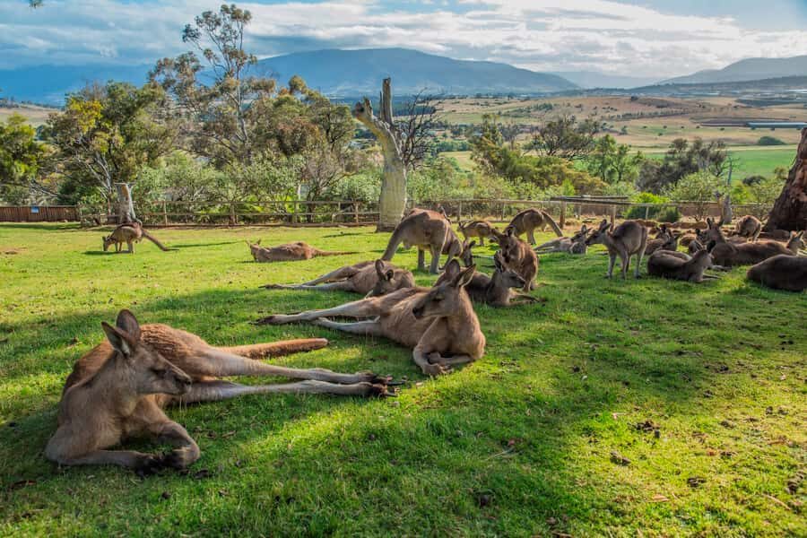 2 Days of Tasmania's Best - Getting Picked Up in Hobart: Minibus Comfort and Where Drop-Off Fits
