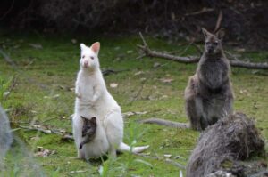 3D Tasmanian Highlights: Hobart, Port Arthur & Bruny Island - Day 1 in Hobart: Mt Wellington, Bonorong, Richmond, and city highlights