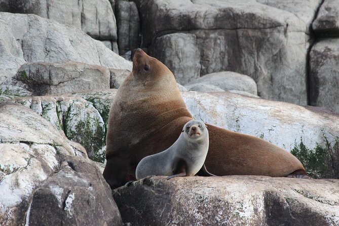 90 minute Cape Raoul Cruise and Port Arthur Historic Site entry - Key highlights you’ll care about