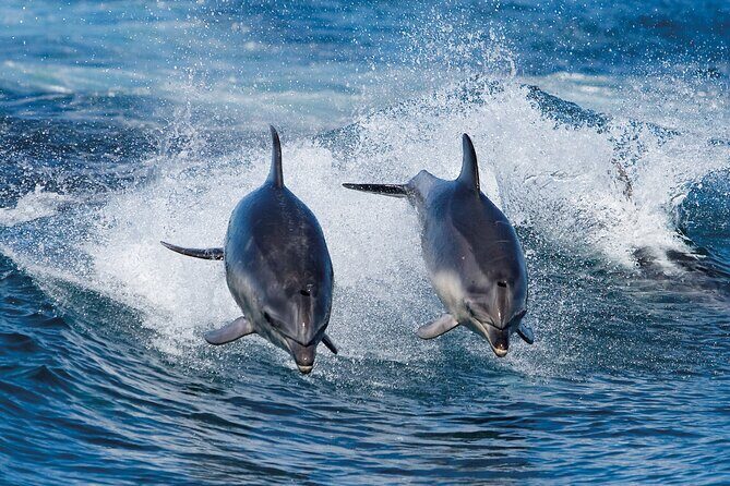 Bruny Island Wilderness Cruise from Adventure Bay, Bruny Island - Price and value: is $129.10 for 3 hours a fair deal