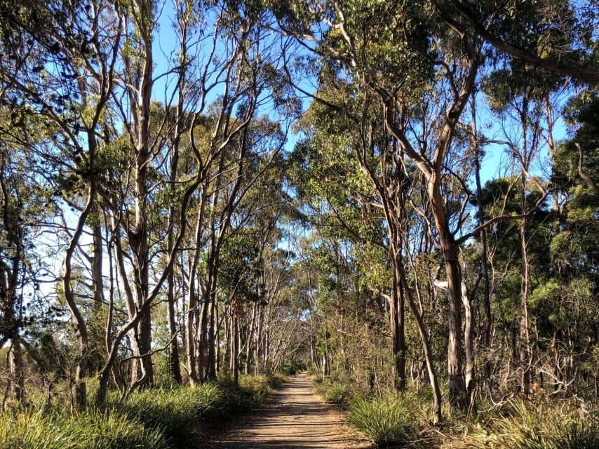 From Hobart: Bruny Island Nature & Produce Adventure Tour - Afternoon tastings on Bruny: chocolate, honey, cheese, and oysters