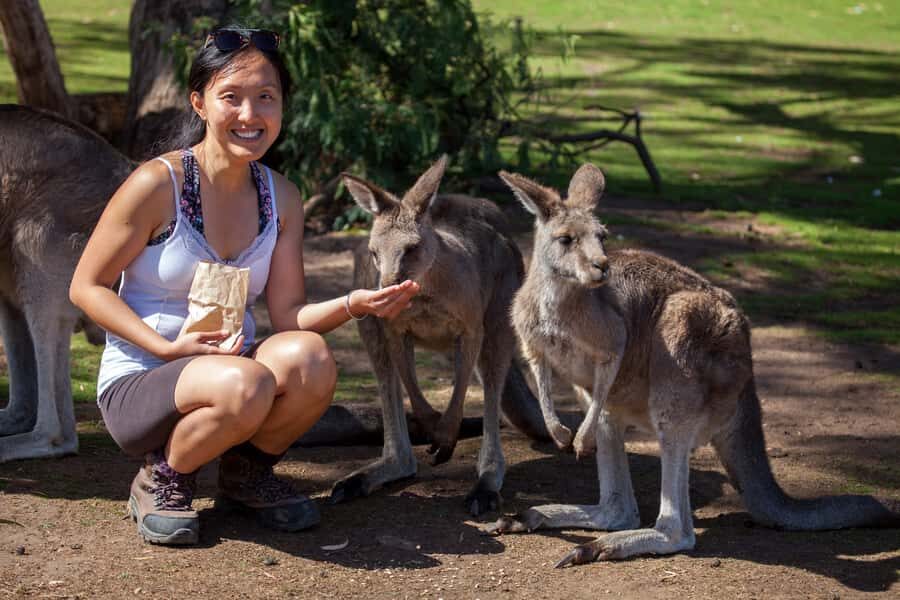 From Hobart: Mt. Field, Mt. Wellington and Wildlife Day Tour - Bonorong Wildlife Sanctuary: the animal encounters that come with context