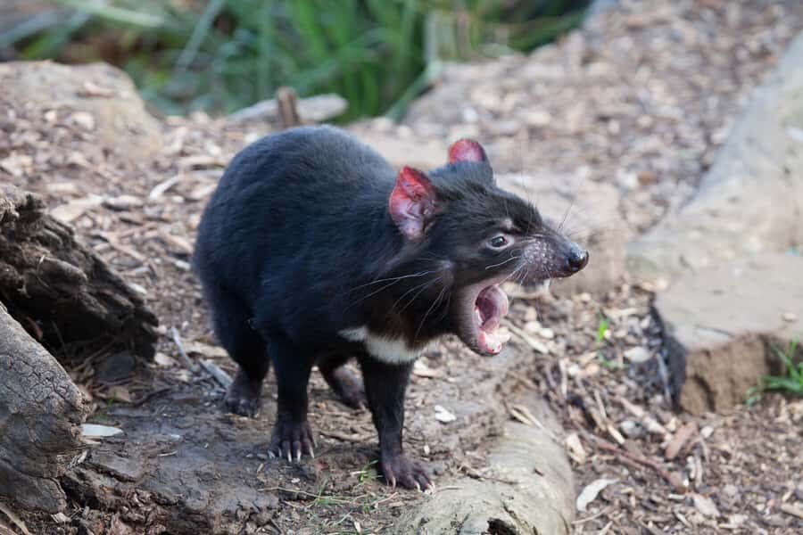 From Hobart: Mt. Field, Mt. Wellington and Wildlife Day Tour - FAQ