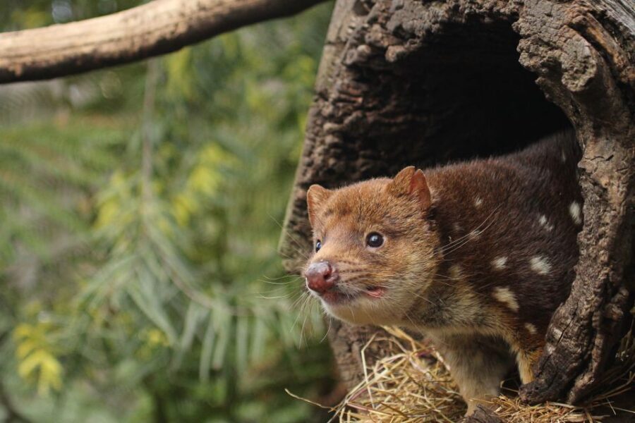 Hobart: Admission Ticket to Bonorong Wildlife Sanctuary - Tasmanian Devils, Wombats, and Echidnas: The Main Event