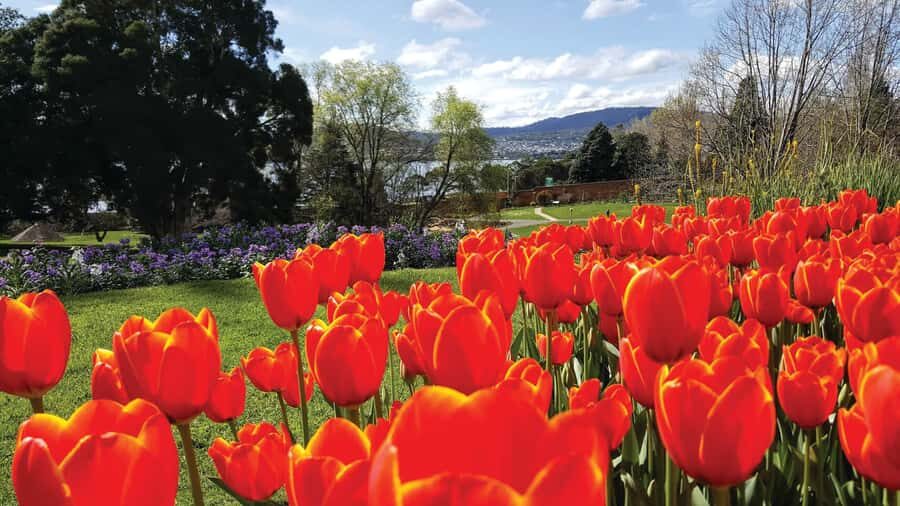 Hobart City Sightseeing Tour including MONA Ticket - Key things to know before you go