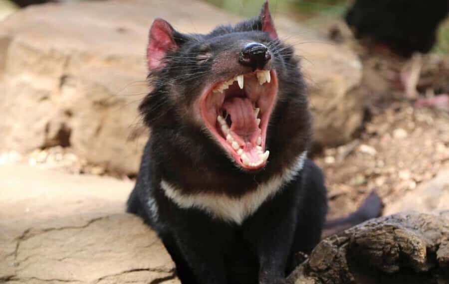 Hobart: Full-Day Bonorong Wildlife Sanctuary & Richmond Tour - Royal Tasmanian Botanical Gardens stop: 1 hour can feel sporty