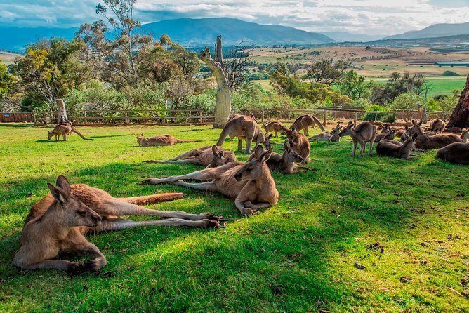 Hobart Highlights Day Tour - A practical way to see Hobart fast, without feeling rushed