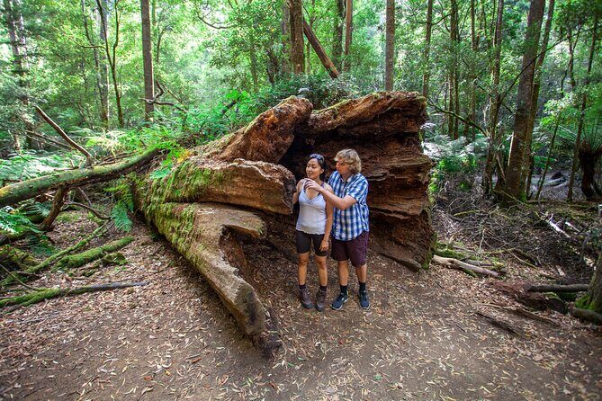 Hobart: Mt. Field, Mt Wellington & Wildlife - Active Day Tour - Bonorong Wildlife Sanctuary: Tasmanian devils and calm animal viewing
