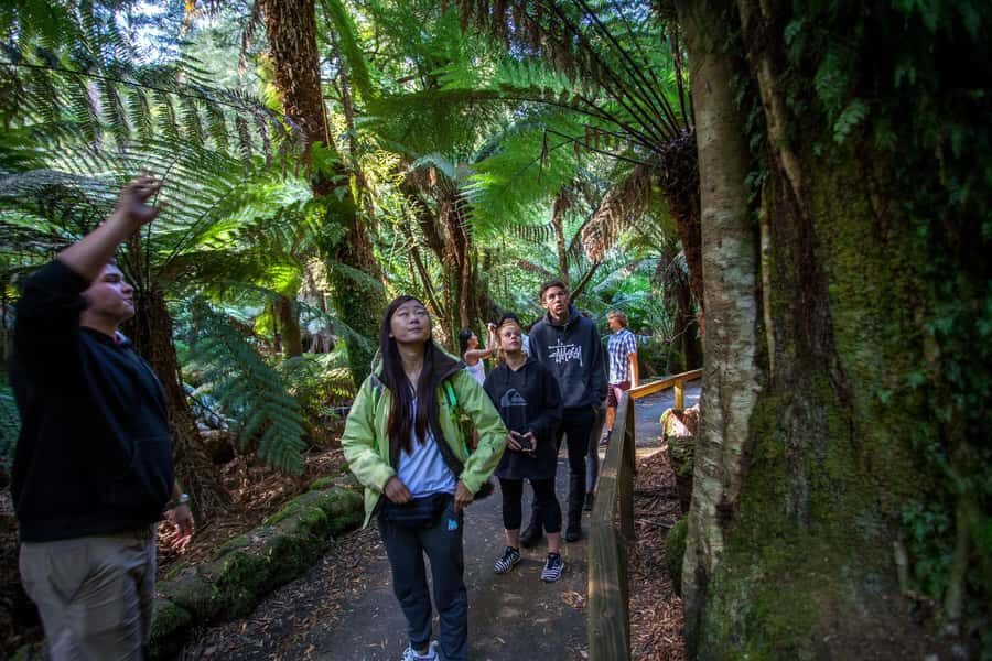 Hobart: Mt Field National Park & Wildlife Shore Excursion - Russell Falls and Horseshoe Falls: short walks, big waterfall moments