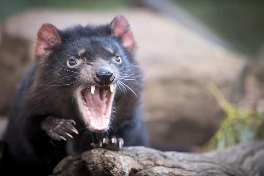 Hobart: Port Arthur, Richmond & Tassie Devil - Active Tour - Port Arthur Historic Site: ruins you can read, plus the Isle of the Dead cruise