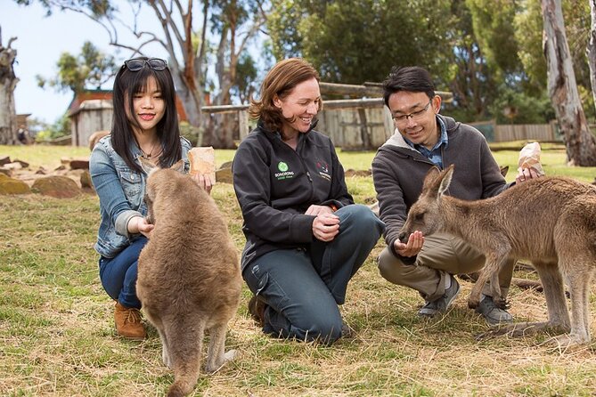 kunanyi/Mt Wellington Tour & Hobart Hop-On Hop-Off Bus - Practical tips that improve your day on the road and on the bus