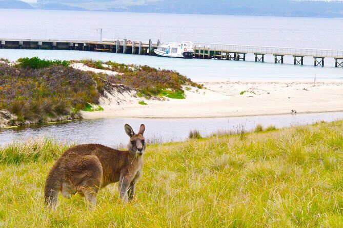 Maria Island Cruise and Guided Walk Day Tour with Lunch and Drinks - Lunch, Drinks, and the Onboard Comfort Factor