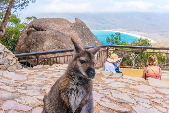 Peaks, Falls & Furry Locals: Mt. Field & the Derwent - Bonorong Wildlife Sanctuary: Tasmanian devils and friendly furry locals