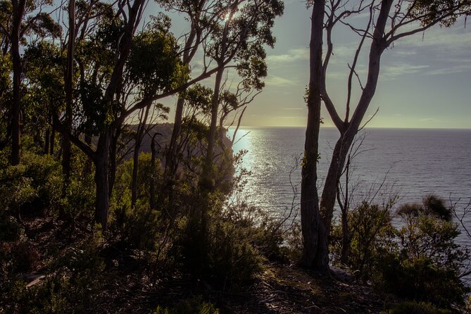 Port Arthur, Richmond and Lavender Active Day Tour - Comfort, Group Size, and How the Day Feels on a Bus