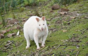 Signature Bruny Island Tour - Hobart & SE Tasmania - Ferry first: the easy start that sets the tone